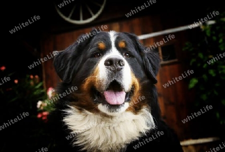 Berner Sennenhund