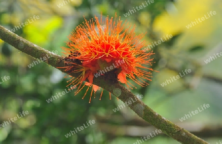 Rose von Venezuela - Brownea macrophylla