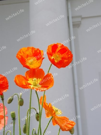 Mohn