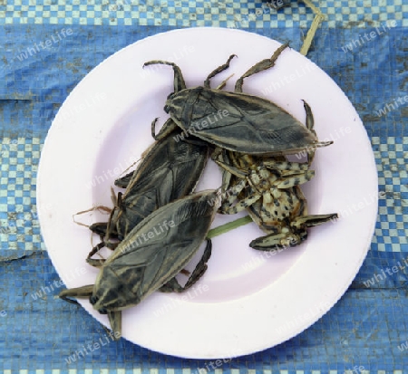 Insekten auf dem Markt in Amnat Charoen im Isan im osten von Thailand,