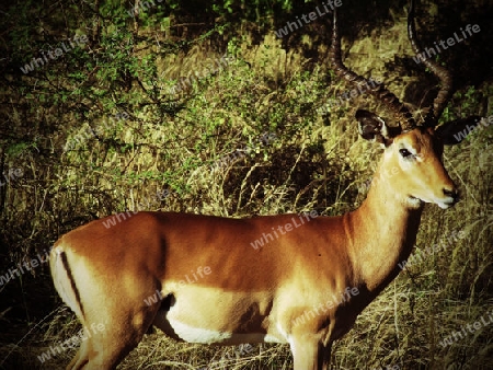 Antilope, Impala, Bock, in, Tsavo, West, Kenya, Afrika