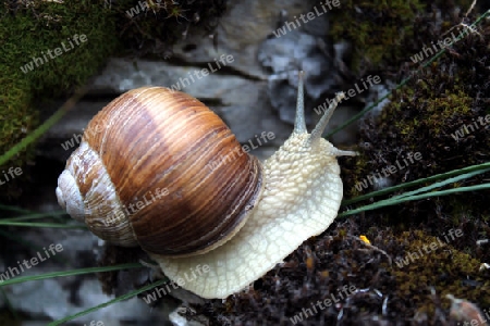 Weinbergschnecke