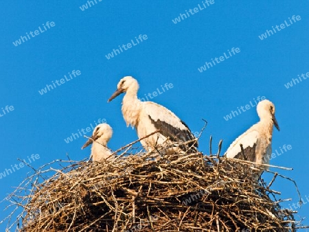 junge Wei?st?rche im Nest