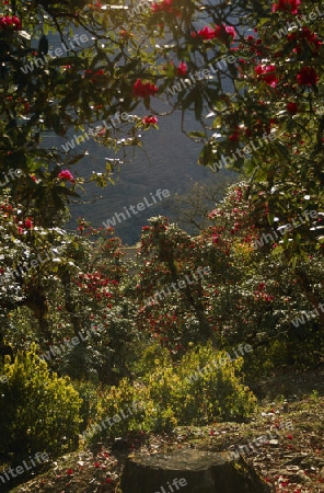 Rhododendron-Bl?te im Himalaja