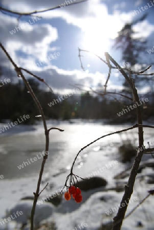 Rote Beeren