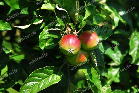 Rote ?pfel am Baum