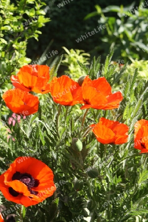 Roter Mohn auf der Insel