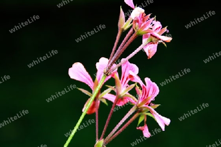 Geranium