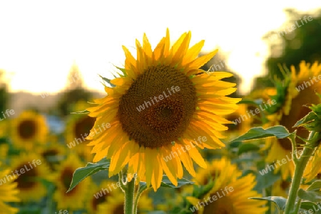 Sonnenblume