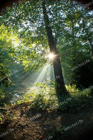 sonnenstrahl im berliner tiergarten