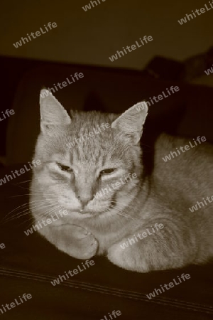 Kater in Sepia