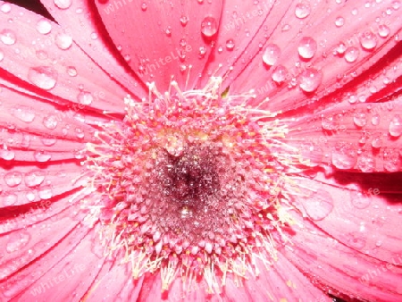 Gerbera mit Wassertropfen