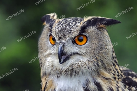 europ?ischer Uhu, Bubo bubo, Portrait