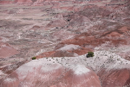 Petrified Forrest Naturpark USA 4