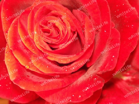 rote Rose