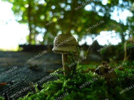 Pilz, Waldboden