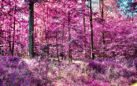 Beautiful pink and purple infrared panorama of a countryside landscape with a blue sky.