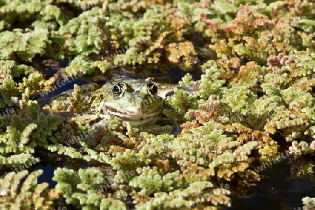 Frosch