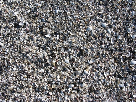 Muschelstrand