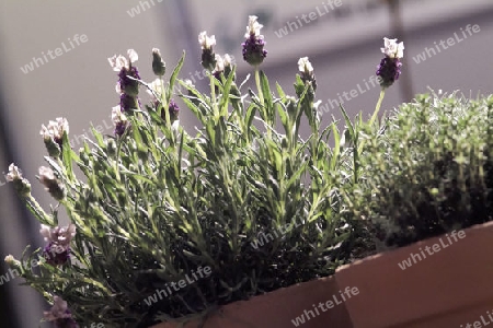 lavendel