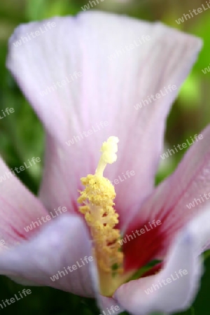 Inside the Flower