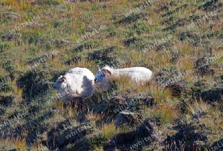 Der Nordosten Islands, weidende Schafe bei den Pseudo-Kratern am Nord-Ost-Ufer des Myvatn-See 