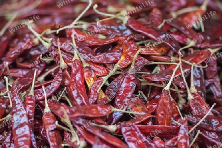 red chili at the morning Market in Nothaburi in the north of city of Bangkok in Thailand in Southeastasia.