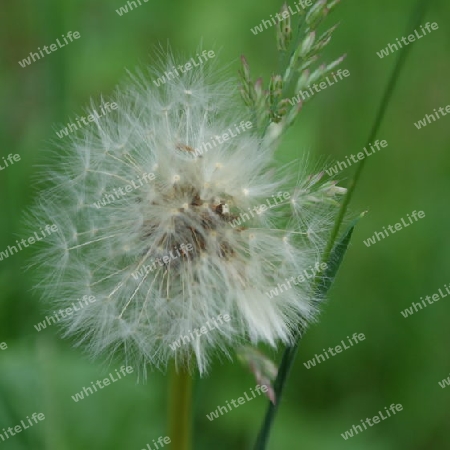 Pusteblume 1