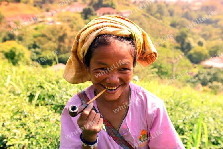 Eine Teepflueckerin in einer Tee Plantagen beim Bergdorf Mae Salong in der Huegellandschaft noerdlich von Chiang Rai in der Provinz Chiang Rai im Norden von Thailand in Suedostasien.