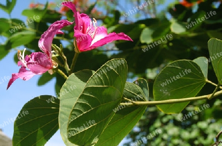 Orchideenbaum - Bauhinia variegata