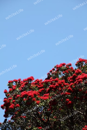 Bl?hender Pohutukawa Baum