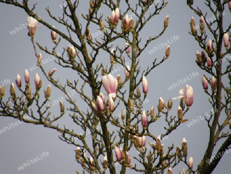 Tulpenbaum