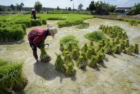 Reisfelder und Landwirtschaft in der Provinz Amnat Charoen nordwestlich von Ubon Ratchathani im nordosten von Thailand in Suedostasien.