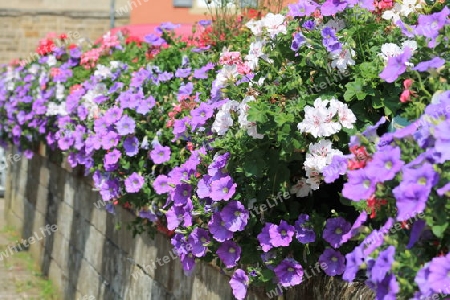 Sommerblumen Betunien