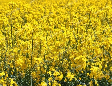 Yellow field of flowering rape and tree against a blue sky with clouds, natural landscape background with copy space, Germany Europe.