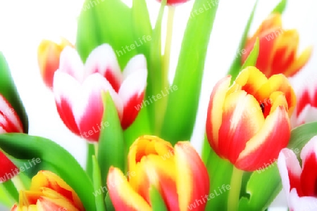 Tulpen