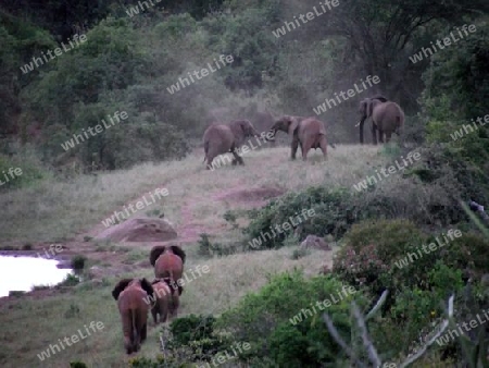 Elefanten, Elefant, Herde, in, Tsavo, West, Kenya, Kenia, Afrika