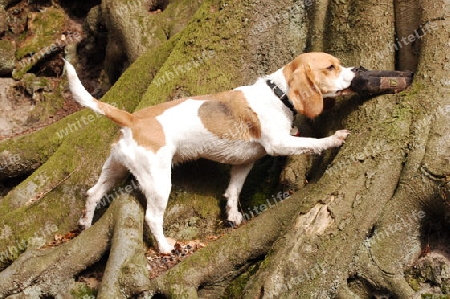 Beagle beim Apportieren