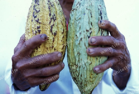 Mexican farmer with cacao beans at the church in the town of Esquipulas in Guatemala in central America.   
