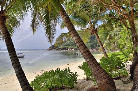 Beautiful palm trees at the beach on the tropical paradise islands Seychelles