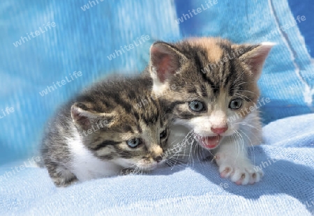 kittens