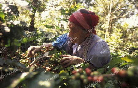 a coffee Plantation of finca near the city of Antigua in Guatemala in central America.   