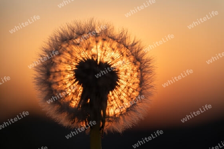 Pusteblume im Sonnenuntergang