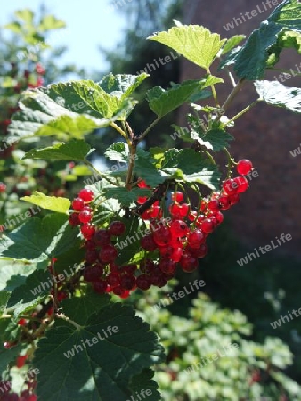 Johannisbeeren