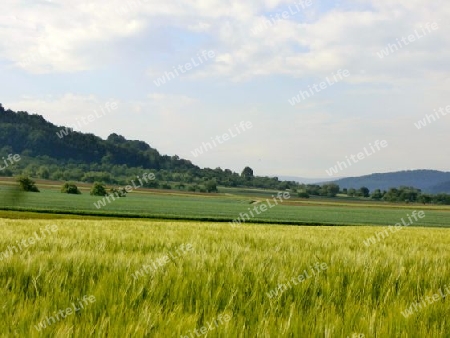 Landschaft Getreidefeld Wiesen P5140294