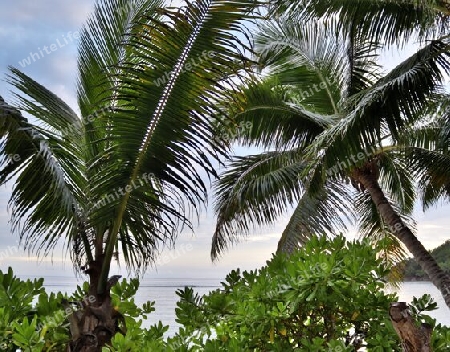 Beautiful palm trees at the beach on the tropical paradise islands Seychelles