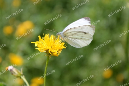 Schmetterling