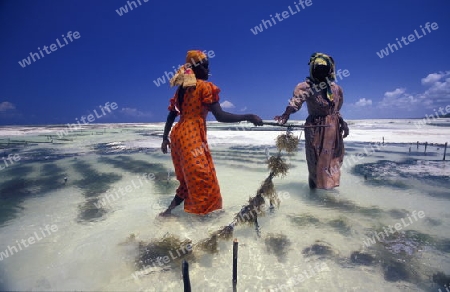 Eine Frau arbeitet auf ihrer Seegras Plantage an der Ostkuester der Insel Zanzibar oestlich von Tansania im Indischen Ozean.