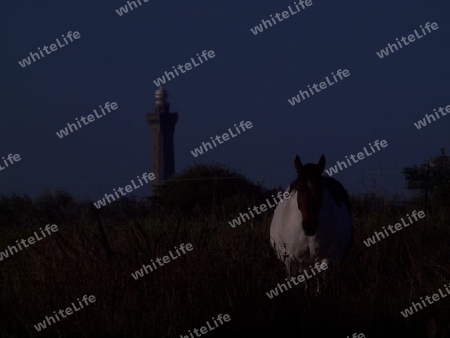 geflecktes Pferd mit Leuchtturm