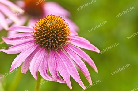 Sonnenhut Echinacea purpurea